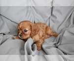 Puppy Baylor Cavalier King Charles Spaniel