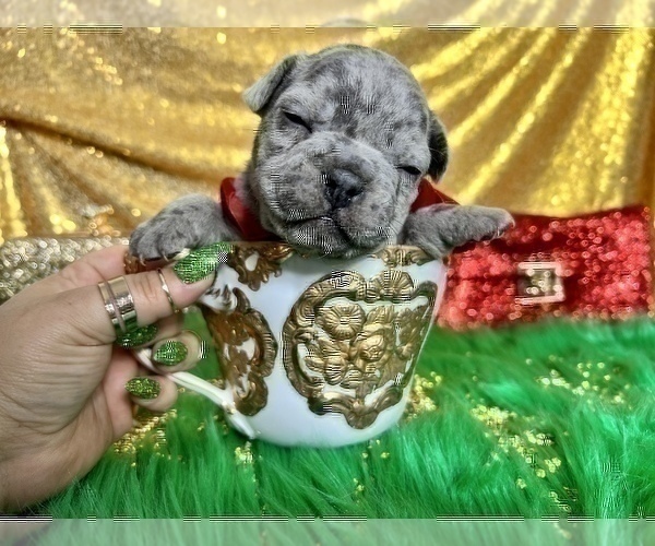 Medium Photo #46 French Bulldog Puppy For Sale in HAYWARD, CA, USA