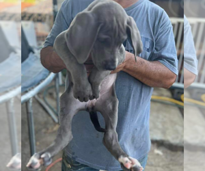 Great Dane Puppy for sale in BAKERSFIELD, CA, USA