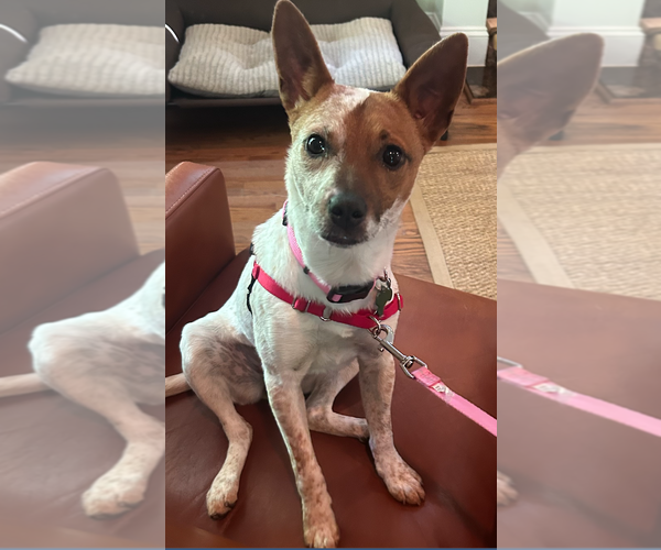 Medium Photo #8 Mutt Puppy For Sale in Decatur, GA, USA