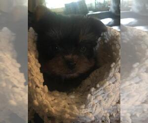 Yorkshire Terrier Puppy for sale in ARDEN HILLS, MN, USA
