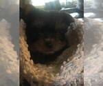 Small Photo #1 Yorkshire Terrier Puppy For Sale in ARDEN HILLS, MN, USA