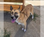 Small German Shepherd Dog Mix