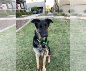 German Shepherd Dog-Unknown Mix Dogs for adoption in Chandler, AZ, USA