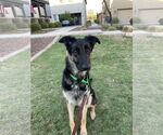Small German Shepherd Dog Mix