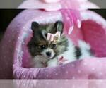 Pomeranians - Female Pomeranian Puppy for Sale - Photo #14