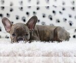 Small Photo #2 French Bulldog Puppy For Sale in PALOS VERDES ESTATES, CA, USA