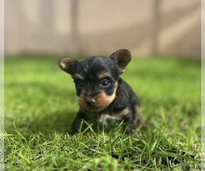 Medium Yorkshire Terrier