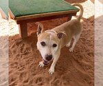 Small Photo #142 American Pit Bull Terrier Puppy For Sale in Kanab, UT, USA