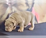 Small Photo #9 English Bulldog Puppy For Sale in NORTH HOLLYWOOD, CA, USA