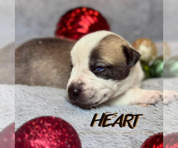 Medium Photo #4 Siberian Husky-Unknown Mix Puppy For Sale in Severn, MD, USA