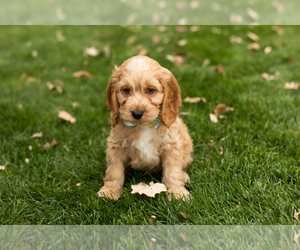 Cocker Spaniel-Poodle (Miniature) Mix Puppy for sale in NAPPANEE, IN, USA