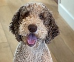 Small Photo #1 Airedoodle Puppy For Sale in EL CAJON, CA, USA