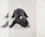 Puppy Black Boy1 American Pit Bull Terrier