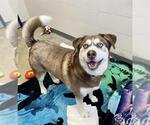 Small Siberian Husky