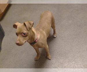 Chihuahua-Unknown Mix Dogs for adoption in Sacramento, CA, USA