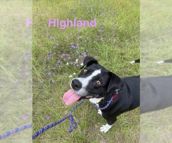 Medium Photo #3 Mutt Puppy For Sale in Augusta, GA, USA