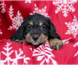 Medium Dachshund Mix