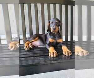 Doberman Pinscher Puppy for sale in FRANKLIN, IN, USA