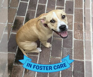 American Pit Bull Terrier Dogs for adoption in Tallahassee, FL, USA