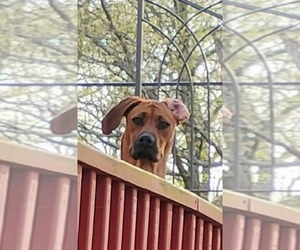 Rhodesian Ridgeback Puppy for sale in MYSTIC, CT, USA