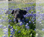 Small #29 American Staffordshire Terrier Mix