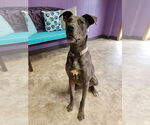 Small #1 Great Dane Mix