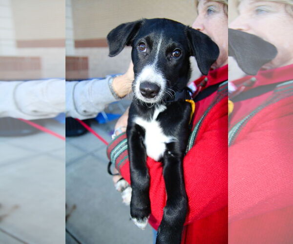 Medium Photo #7 Mutt Puppy For Sale in Cary, NC, USA