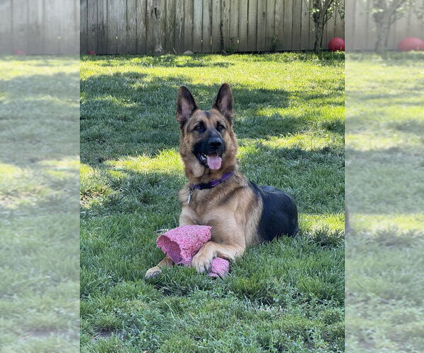 Medium Photo #2 German Shepherd Dog Puppy For Sale in West Sacramento, CA, USA