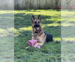Small #1 German Shepherd Dog