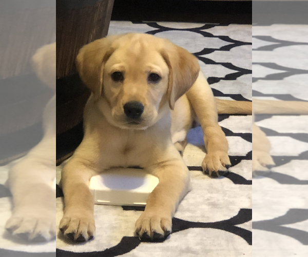 View Ad GoldendoodleLabrador Retriever Mix Puppy for Sale near