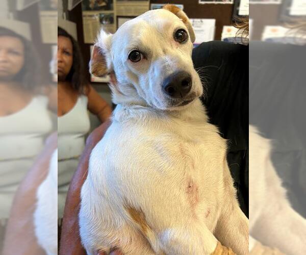 Medium Photo #1 Chihuahua Puppy For Sale in Stockton, CA, USA