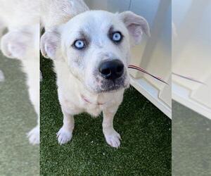 Labrador Retriever-Unknown Mix Dogs for adoption in Fayetteville, NC, USA