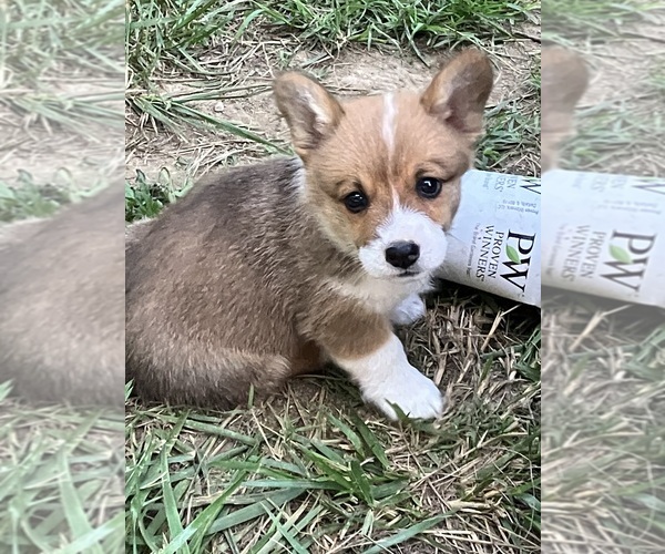 Medium Photo #1 Pembroke Welsh Corgi Puppy For Sale in LONDON, KY, USA