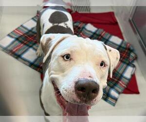 American Staffordshire Terrier Dogs for adoption in Grand Prairie, TX, USA