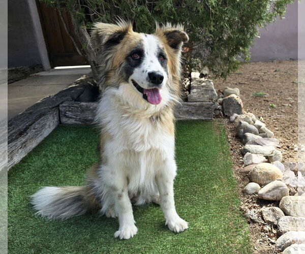 Medium Photo #3 Australian Shepherd Puppy For Sale in Albuquerque, NM, USA