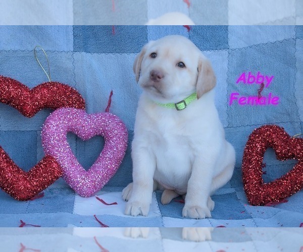 Medium Photo #15 Labrador Retriever Puppy For Sale in BRIDGEWATER, VA, USA