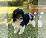 Small Photo #2 Poodle (Standard) Puppy For Sale in BELTON, SC, USA