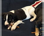 Small #1 Border Collie Mix