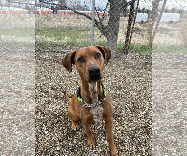Medium Photo #7 Mutt Puppy For Sale in Emmett, ID, USA