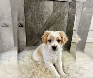 Dachshund-Spaniel Mix Dogs for adoption in Hesperia, CA, USA