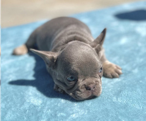 French Bulldog Puppy for sale in HOUSTON, TX, USA