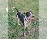 Small #1 Mutt
