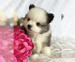 Small #5 Pomeranian