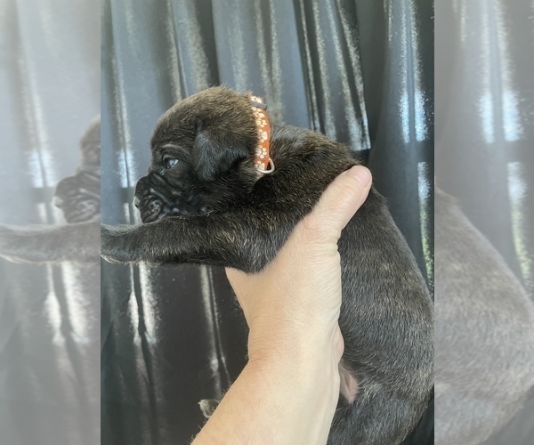 Medium Photo #3 Cane Corso Puppy For Sale in BAKERSFIELD, CA, USA