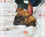 Small #12 Staffordshire Bull Terrier Mix