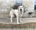 Small #1 Great Pyrenees