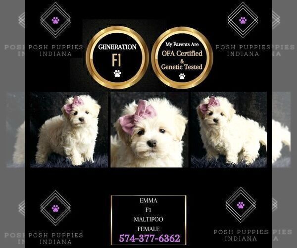 Medium Photo #95 Maltipoo Puppy For Sale in WARSAW, IN, USA
