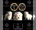 Small Photo #95 Maltipoo Puppy For Sale in WARSAW, IN, USA