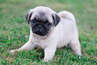 Pug Puppy for sale in PLYMOUTH, OH, USA